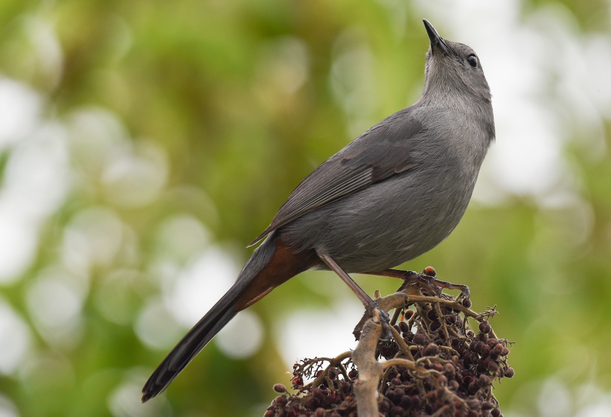 Gray Catbird - ML617690060