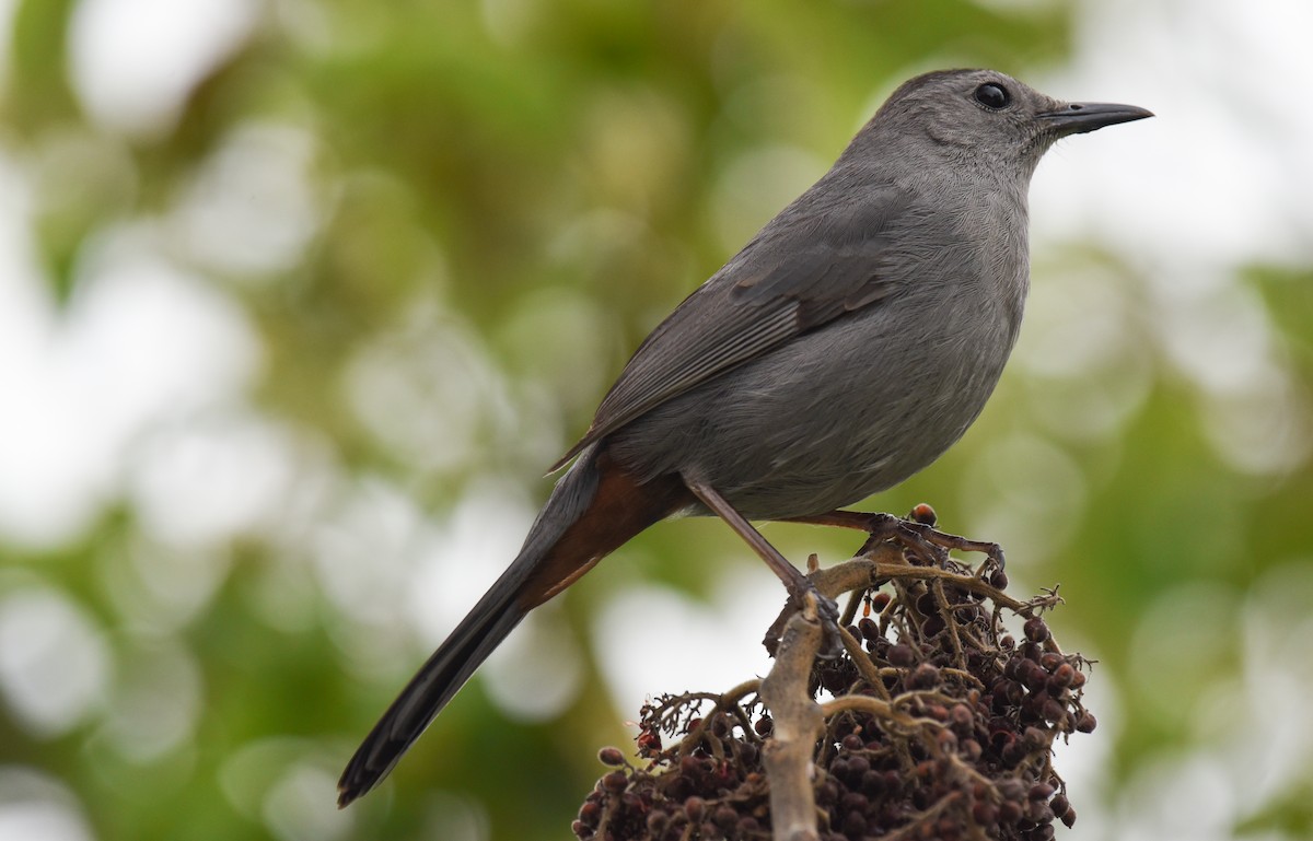 Gray Catbird - ML617690061