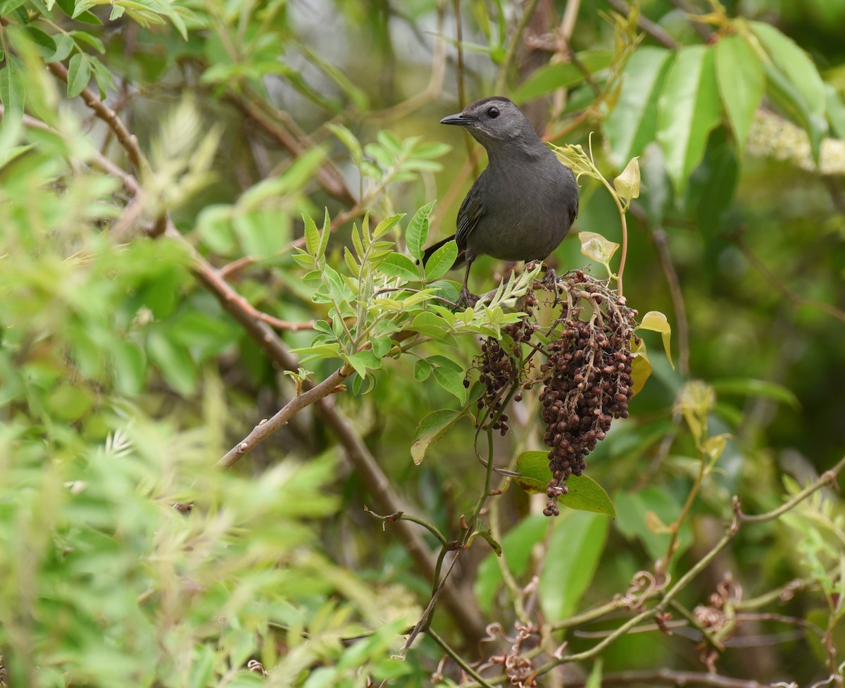 Gray Catbird - ML617690075