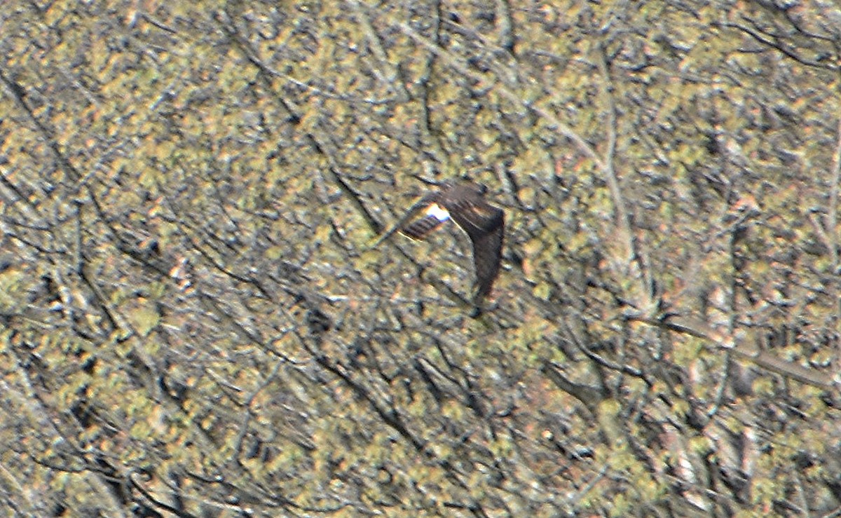 Northern Harrier - Scott Jackson