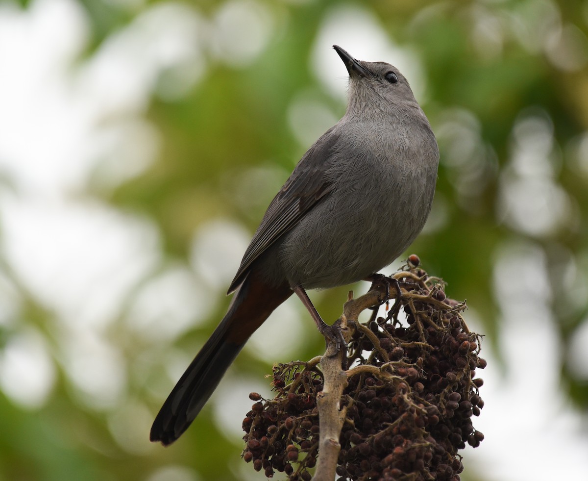 Gray Catbird - ML617690081