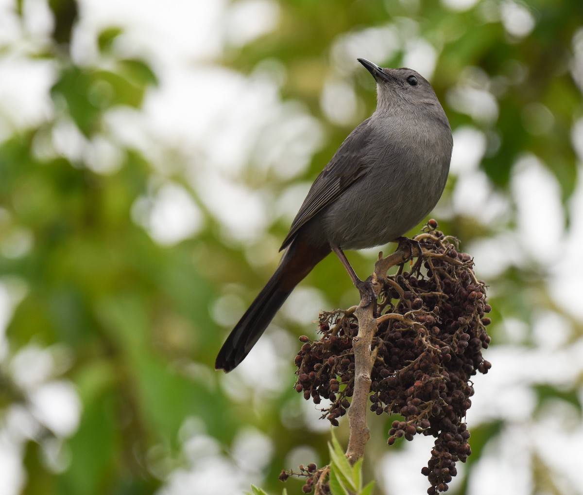 Gray Catbird - ML617690082