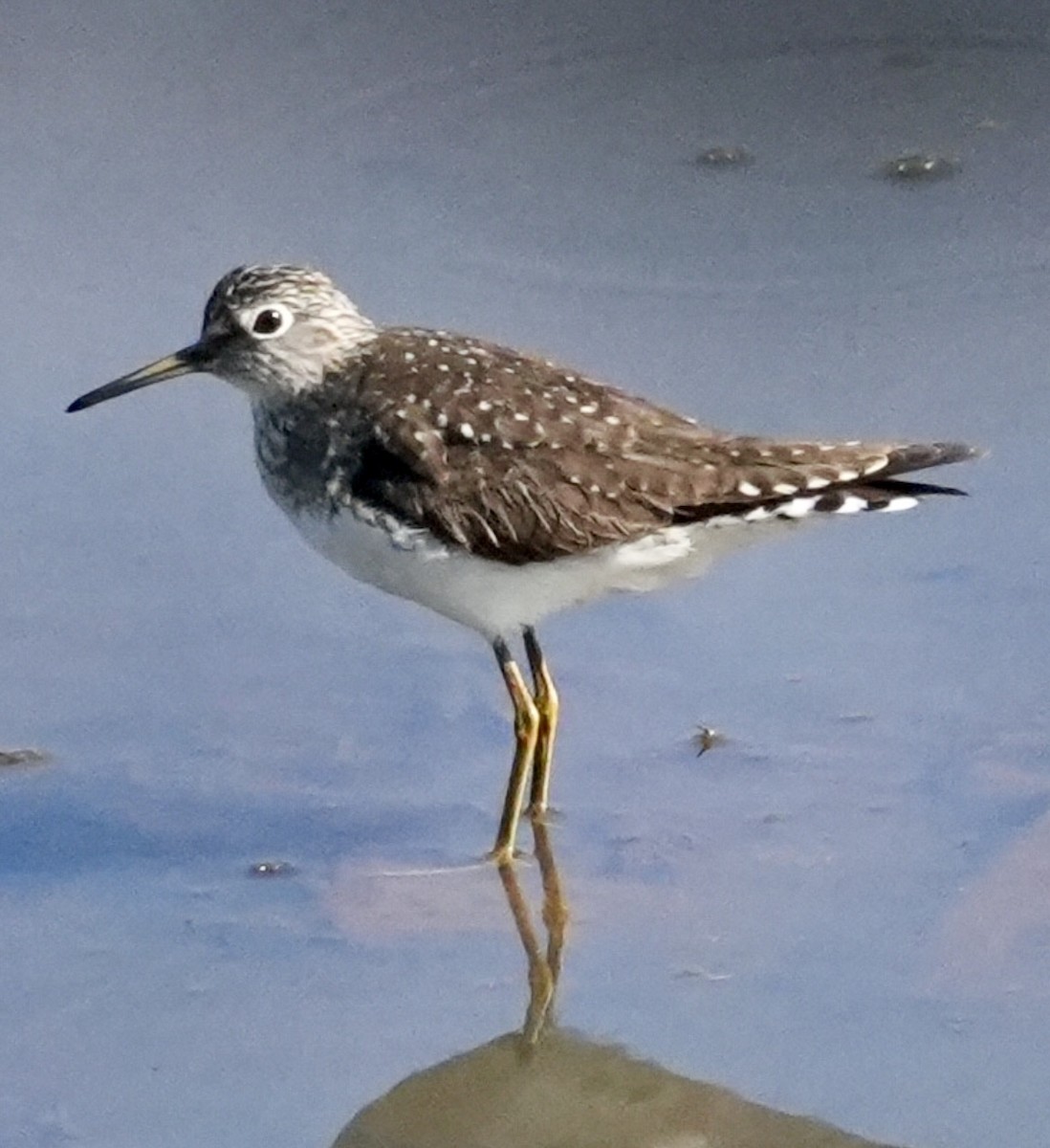 Solitary Sandpiper - ML617690104