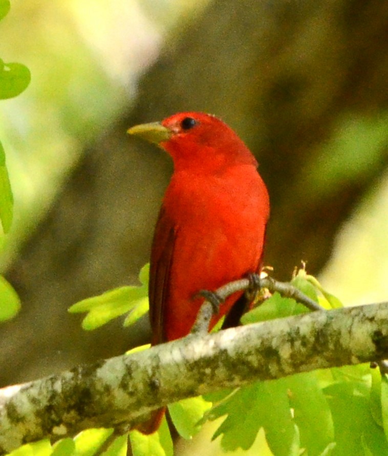 Summer Tanager - ML617690140