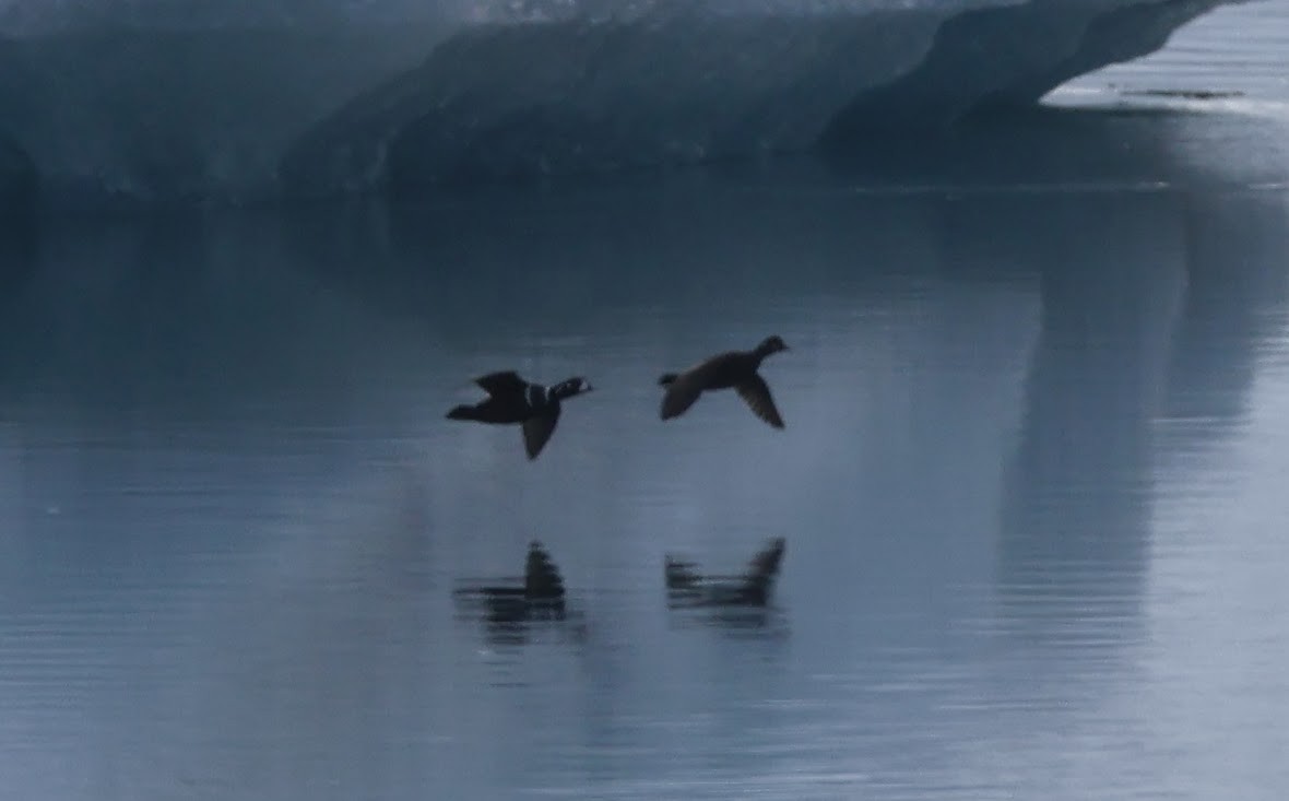 Harlequin Duck - ML617690233