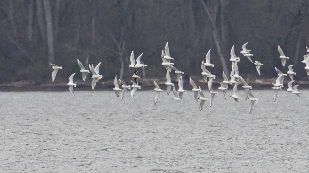 Little Gull - Matthew Zeitler