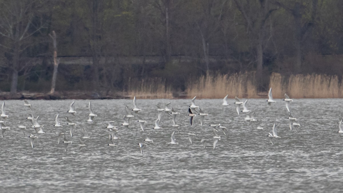 Mouette pygmée - ML617690253