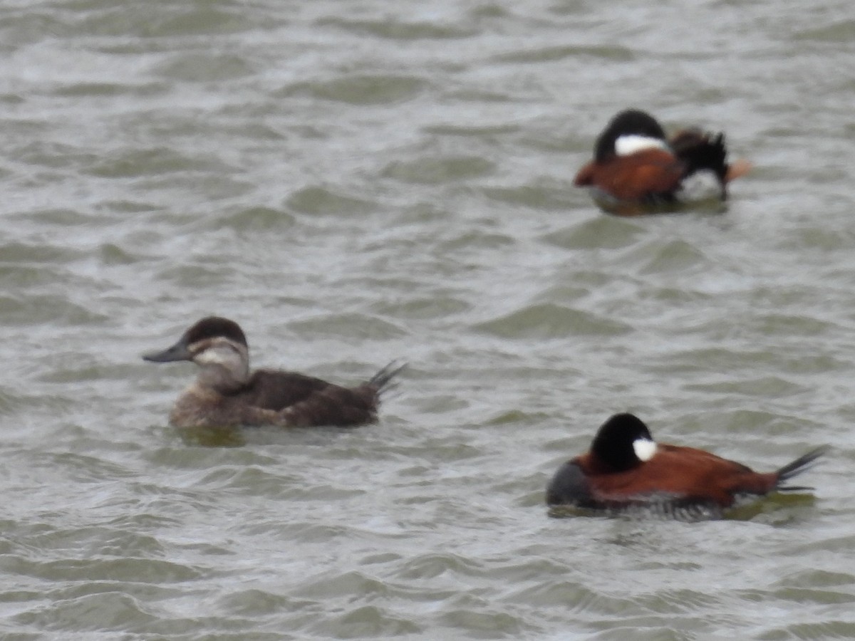 Ruddy Duck - ML617690279