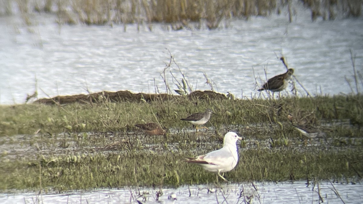 Long-billed Dowitcher - ML617690317