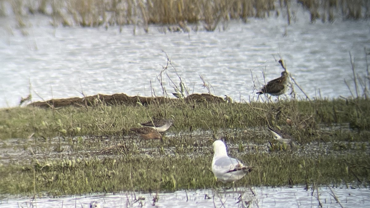 Long-billed Dowitcher - ML617690319