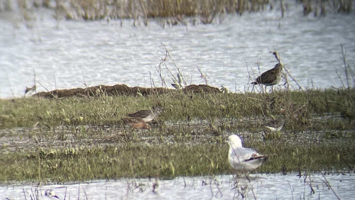 Long-billed Dowitcher - ML617690320