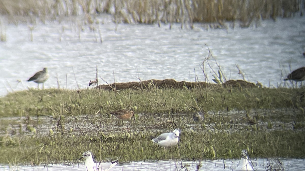 Long-billed Dowitcher - ML617690322