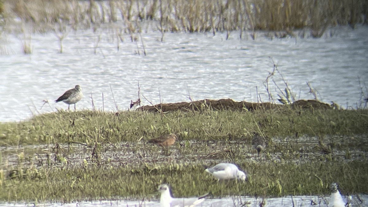 Long-billed Dowitcher - ML617690323