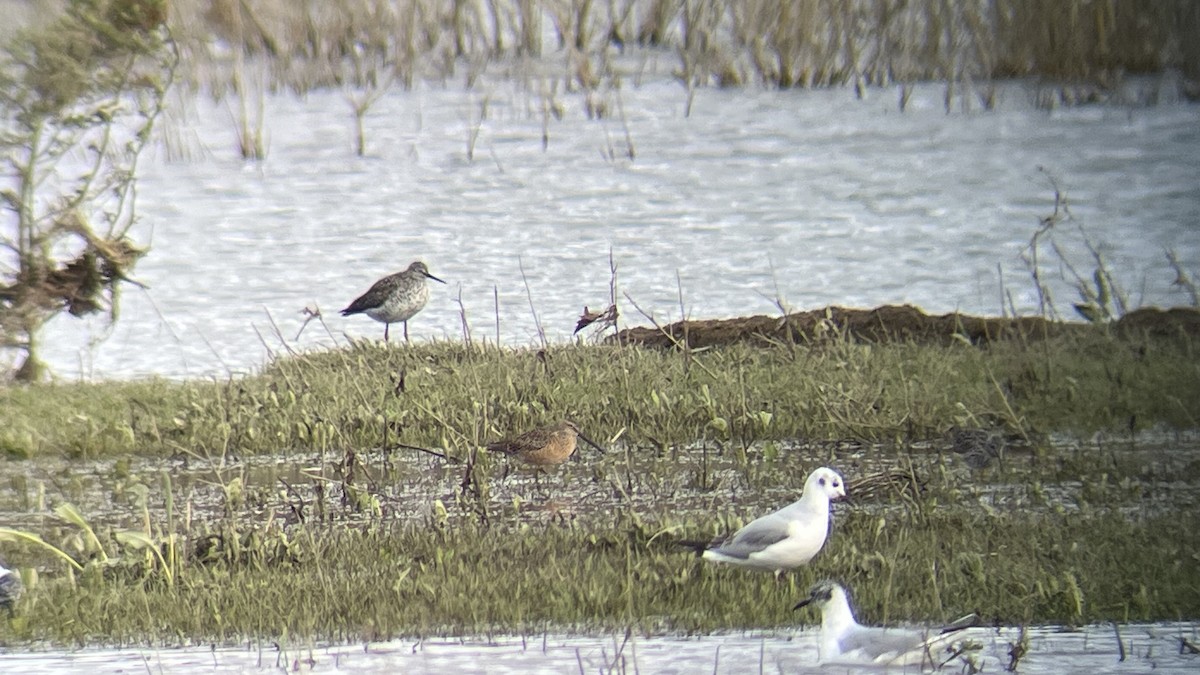 Long-billed Dowitcher - ML617690324