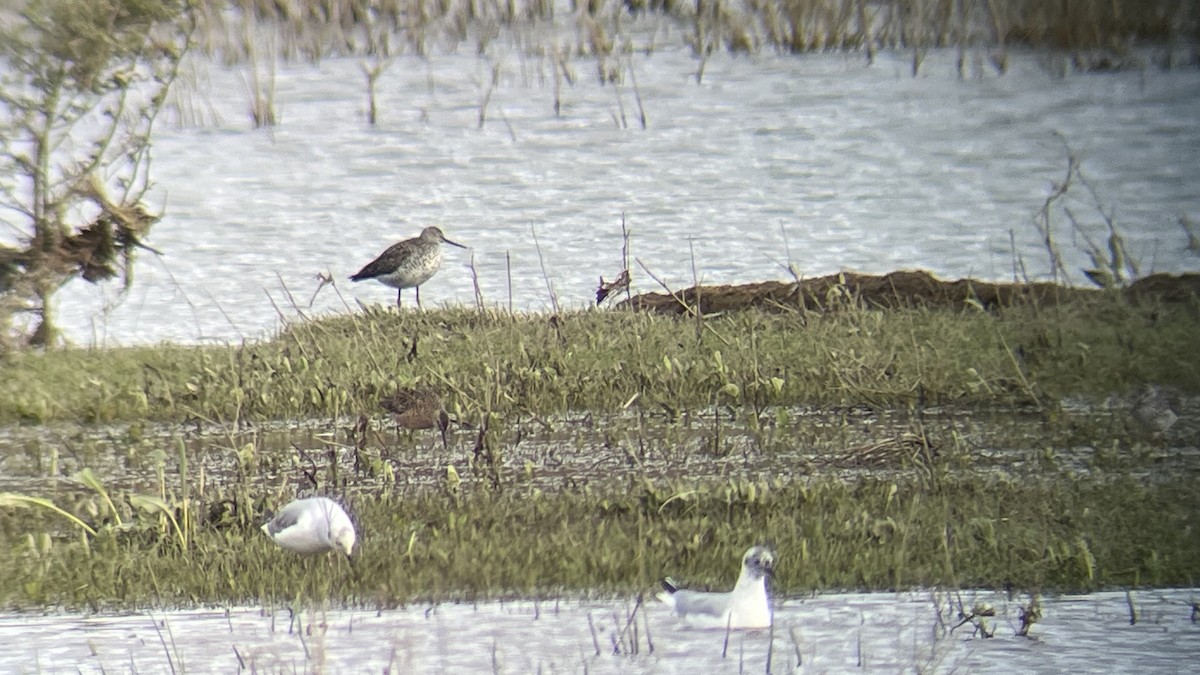 Long-billed Dowitcher - ML617690325