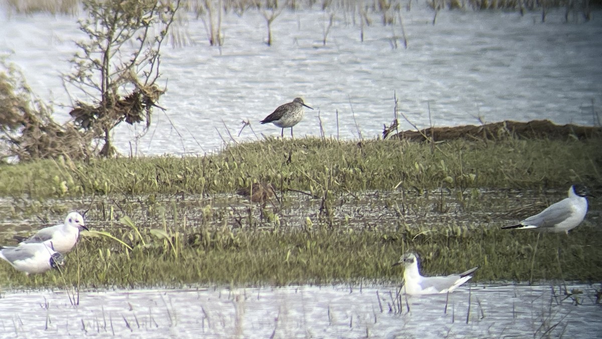 Long-billed Dowitcher - ML617690327