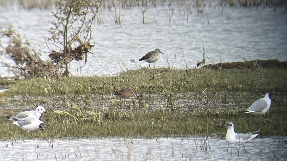 Long-billed Dowitcher - ML617690328