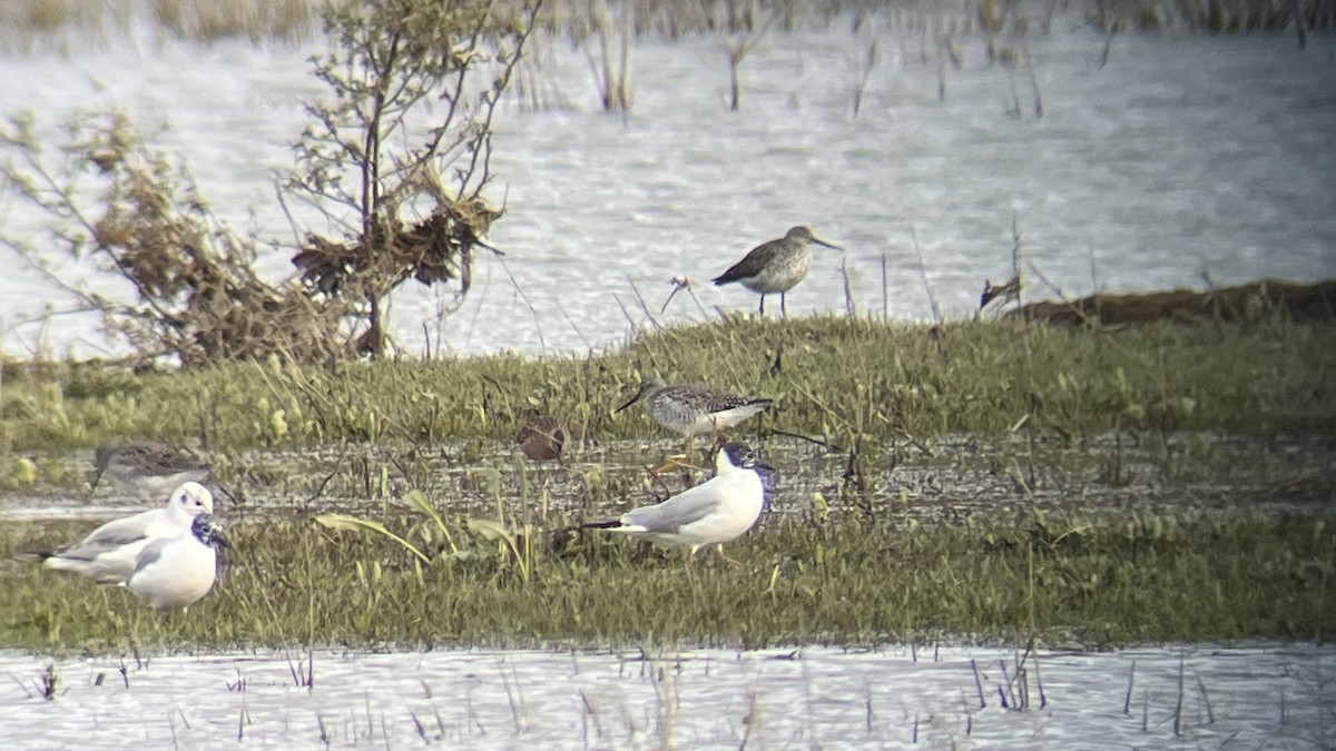 Long-billed Dowitcher - ML617690329