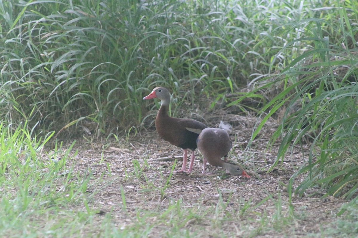 Black-bellied Whistling-Duck - ML617690338