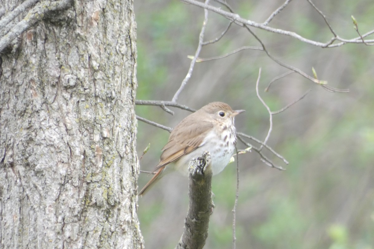 Hermit Thrush - ML617690339