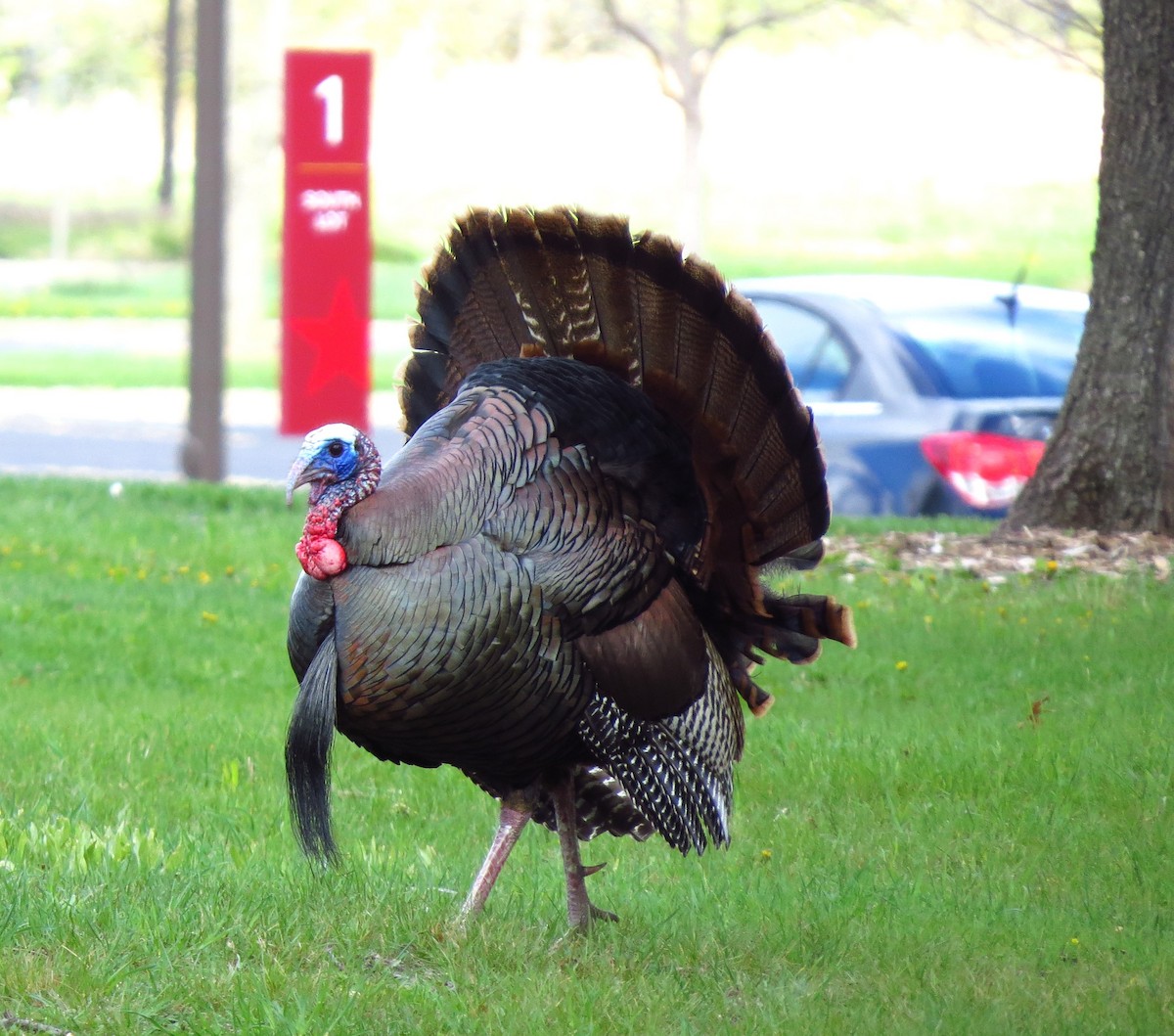 Wild Turkey - ML617690342