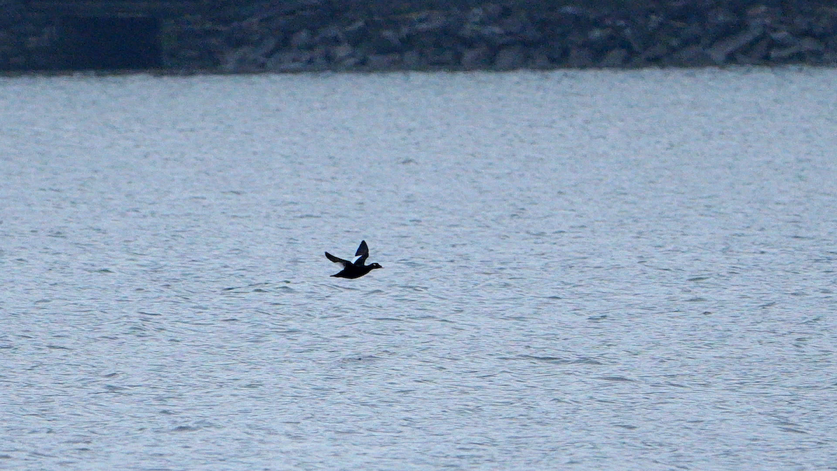 White-winged Scoter - Chris Chappell