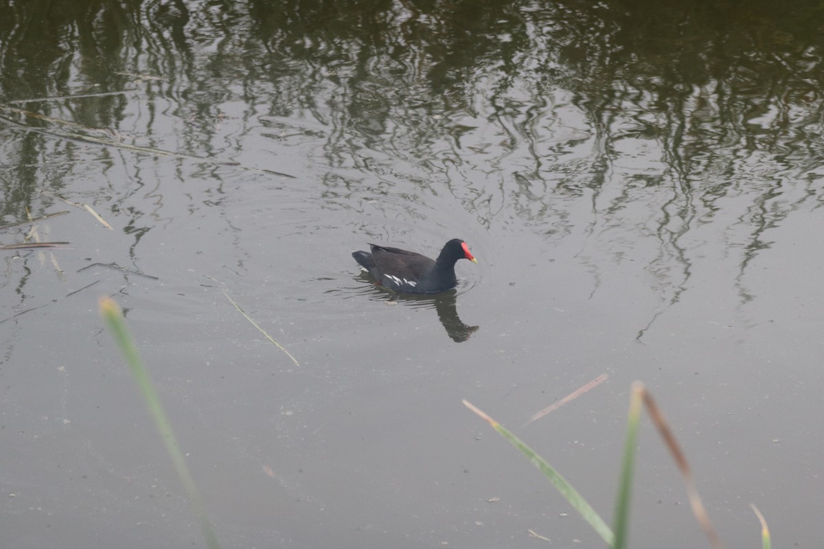 Common Gallinule - Andrew Wiser