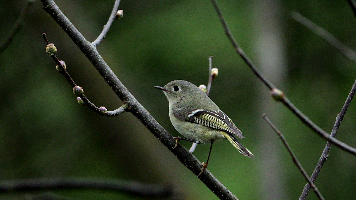 Ruby-crowned Kinglet - Chris Chappell