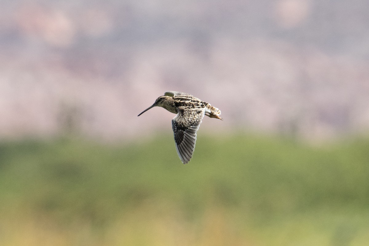 Puna Snipe - ML617690401