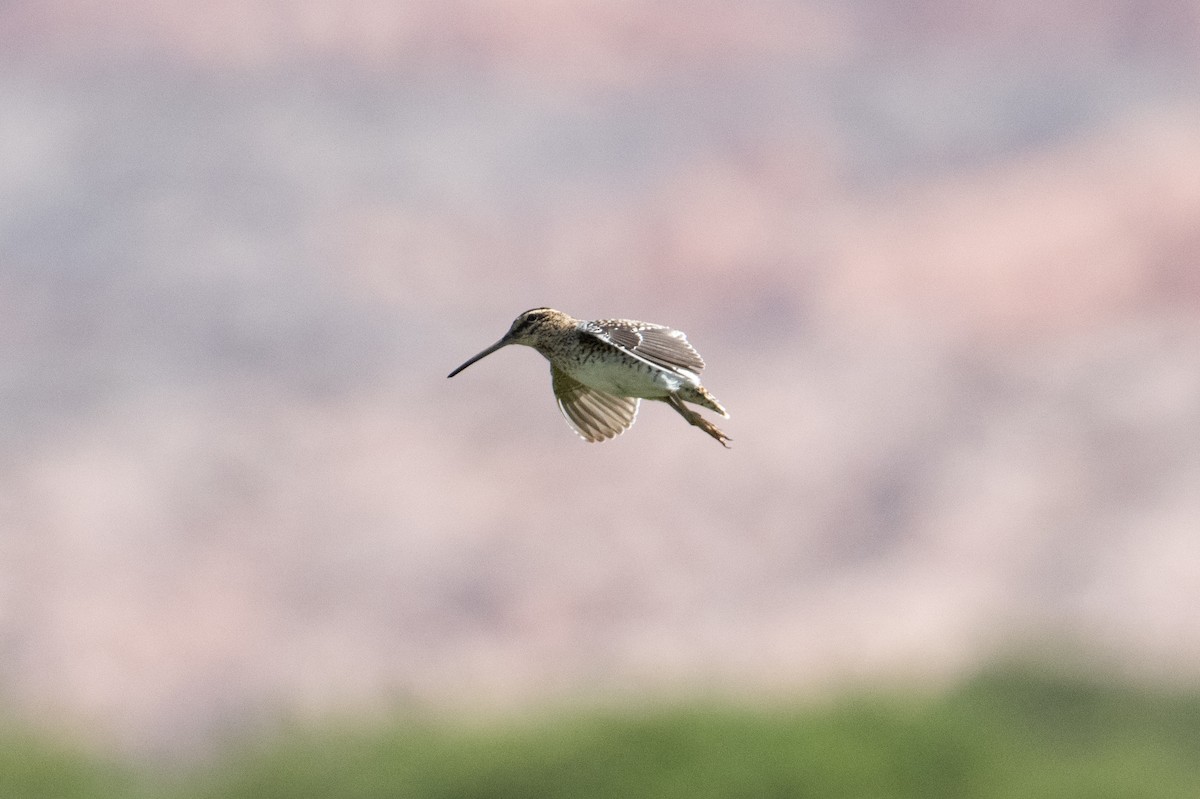 Puna Snipe - ML617690405