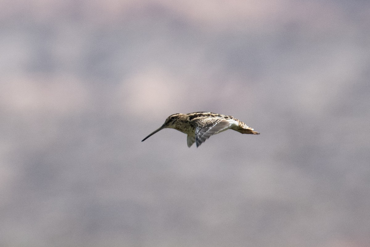 Puna Snipe - ML617690407