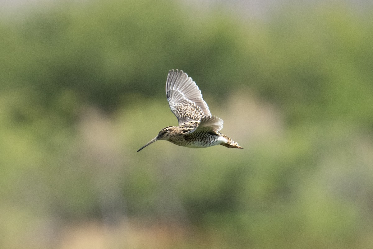 Puna Snipe - ML617690410