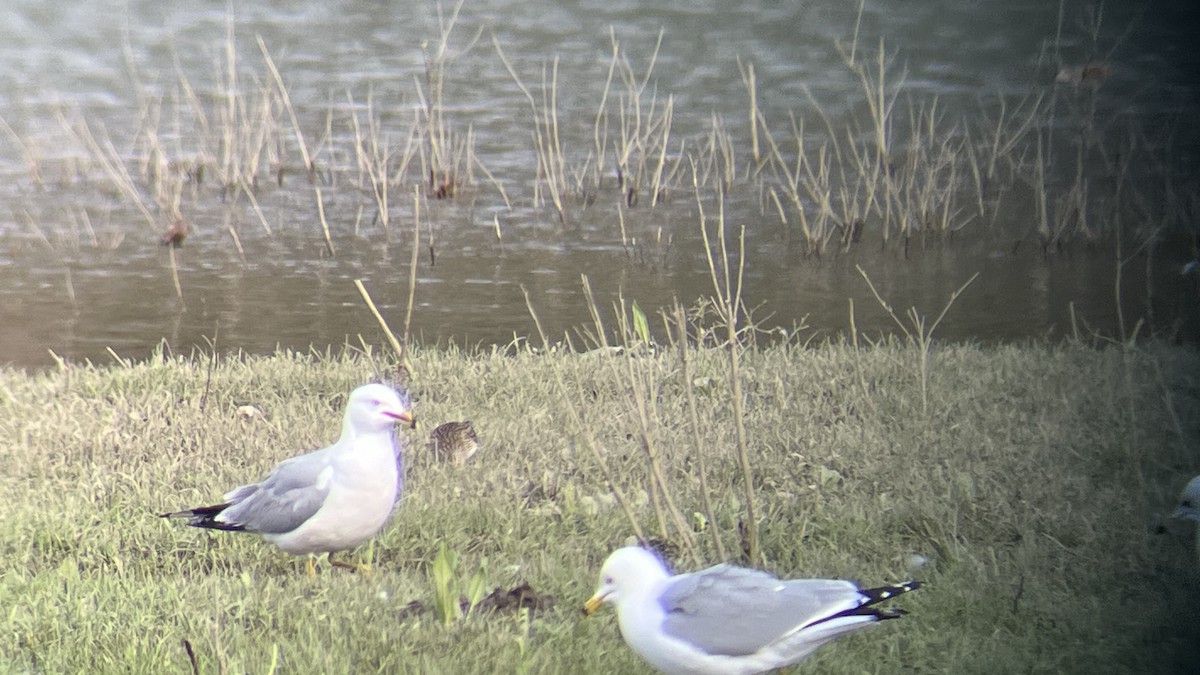 Pectoral Sandpiper - Devin Banning