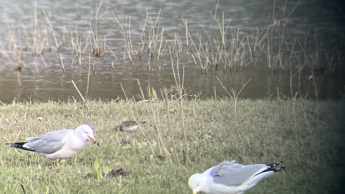 Pectoral Sandpiper - ML617690414