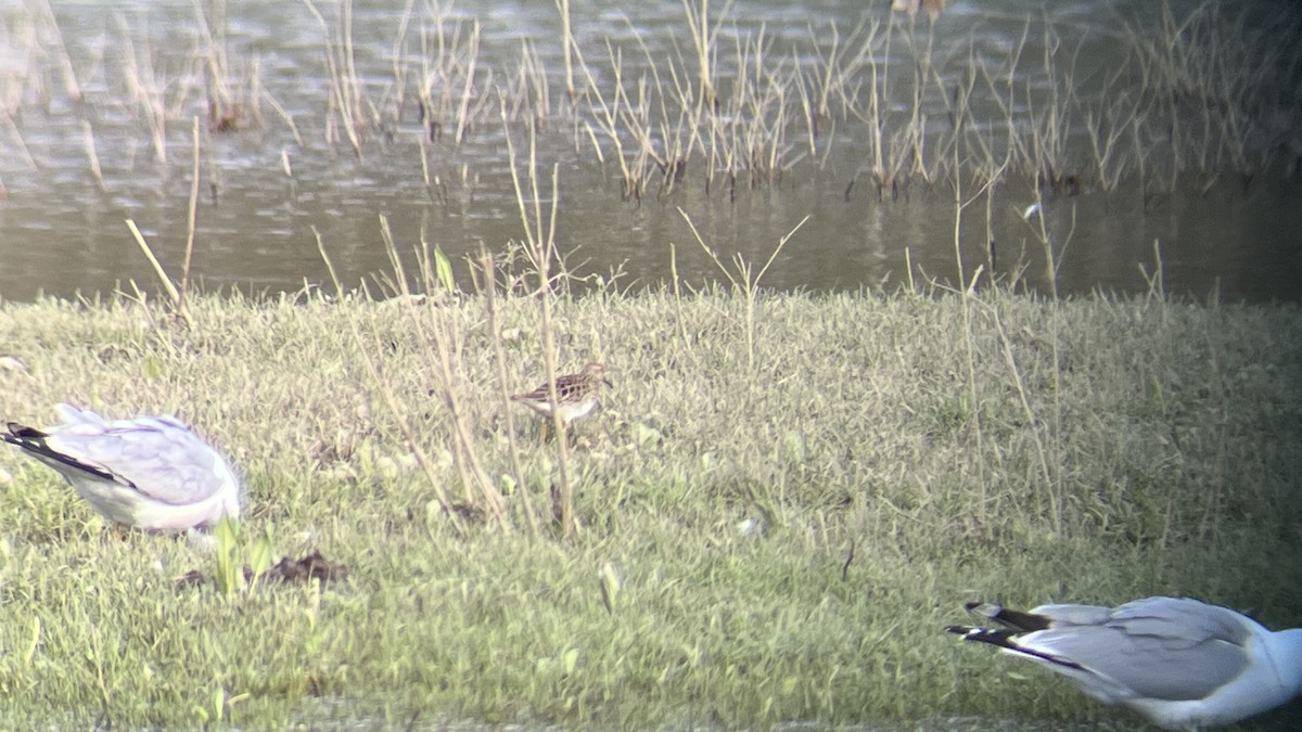 Pectoral Sandpiper - ML617690415