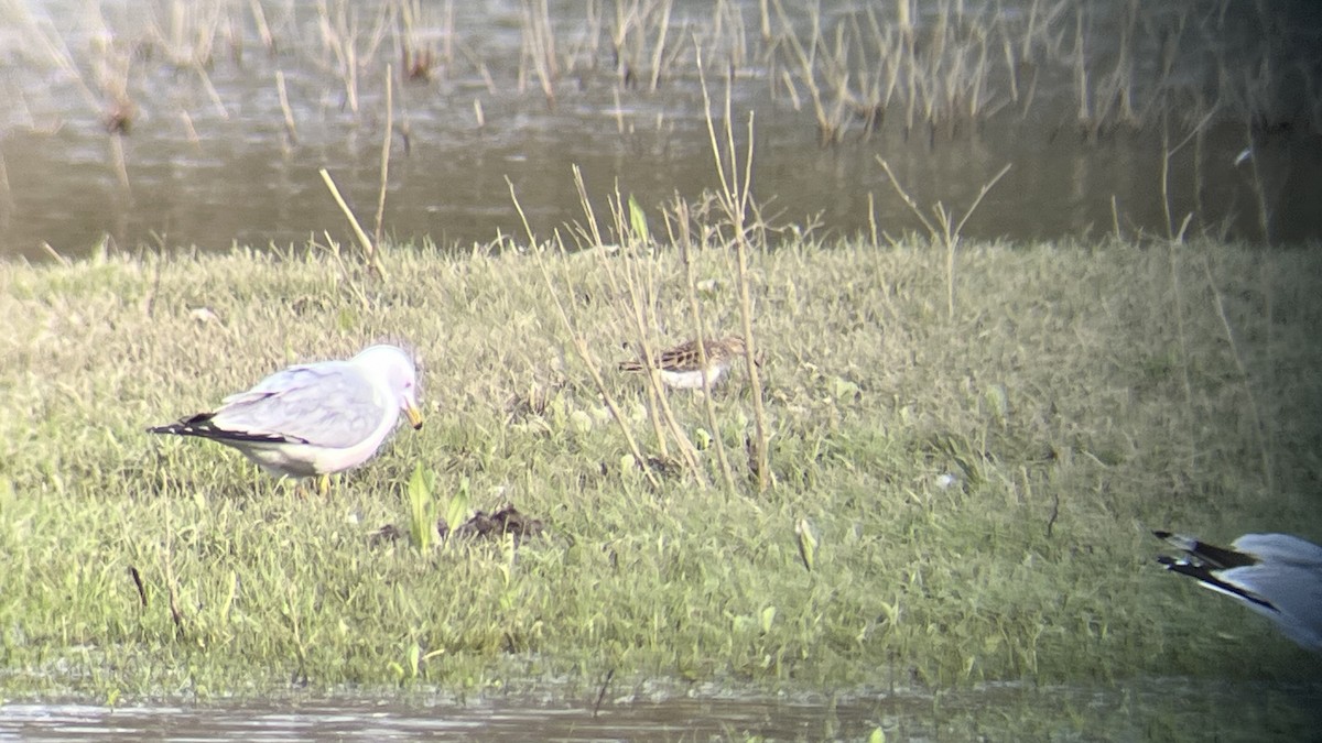 Pectoral Sandpiper - Devin Banning