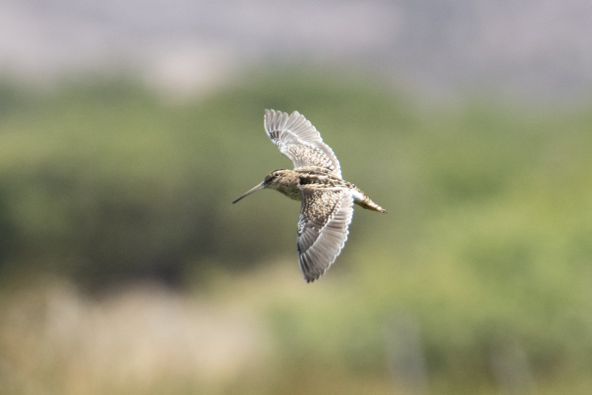 Puna Snipe - John C. Mittermeier