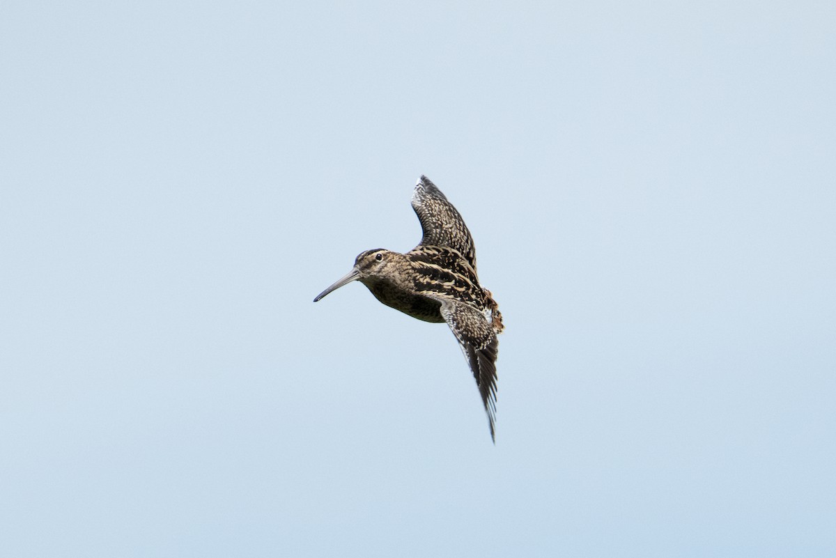 Puna Snipe - John C. Mittermeier