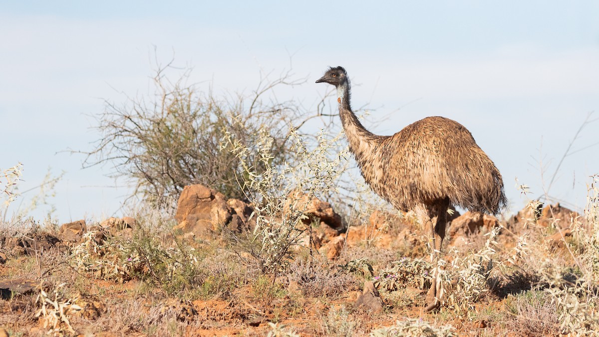 Emu - James Bennett