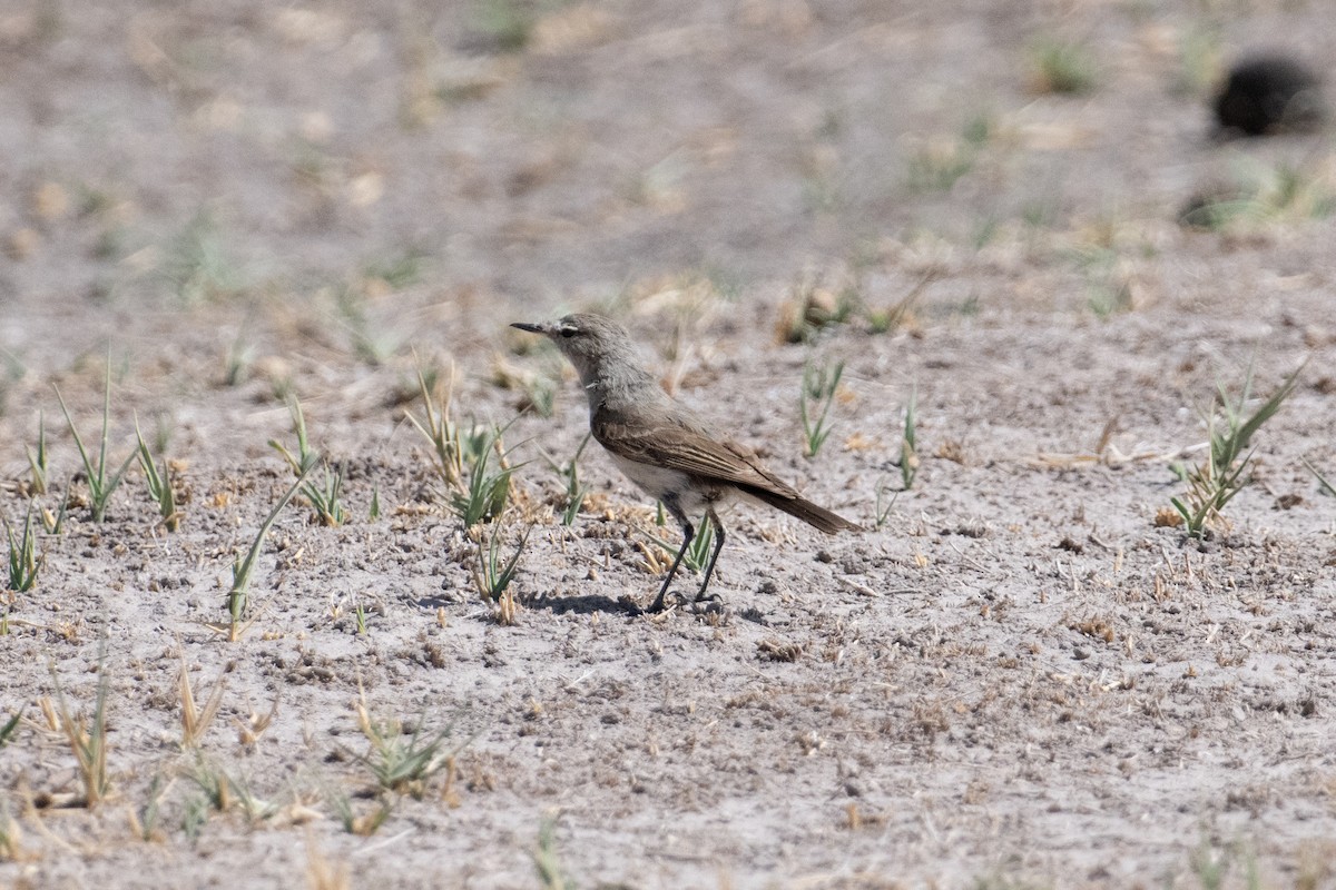 Cinereous Ground-Tyrant - ML617690440