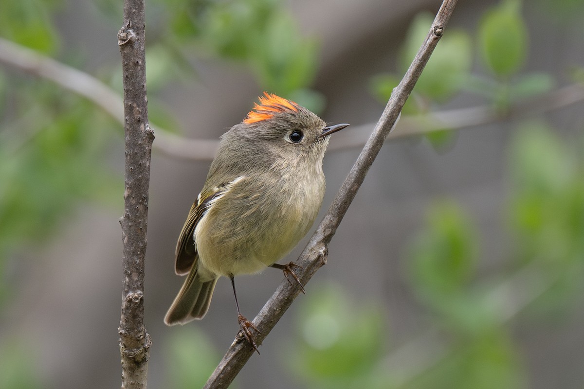 Ruby-crowned Kinglet - Ian Campbell