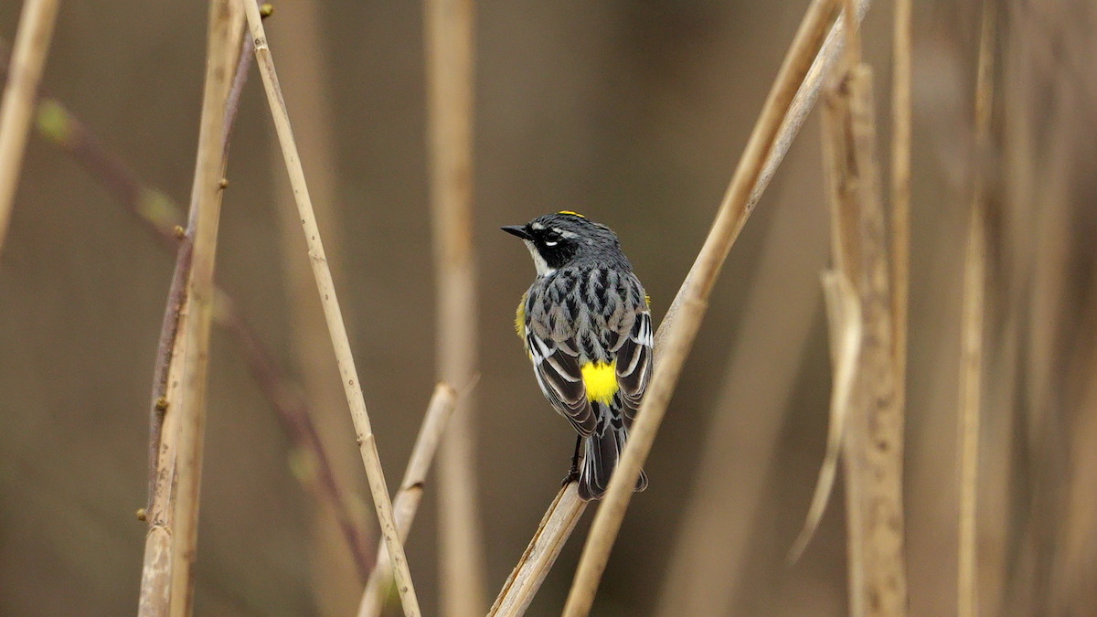 Yellow-rumped Warbler (Myrtle) - Chris Chappell