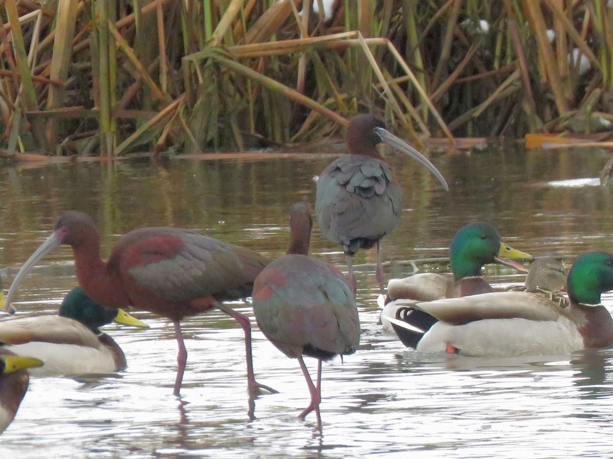 Glossy Ibis - ML617690546