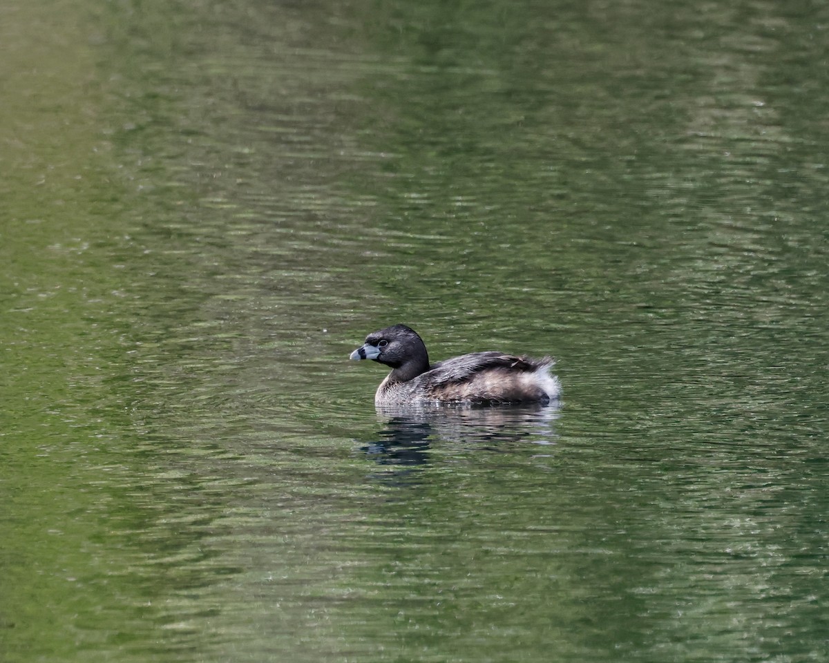 Pied-billed Grebe - Torgil Zethson