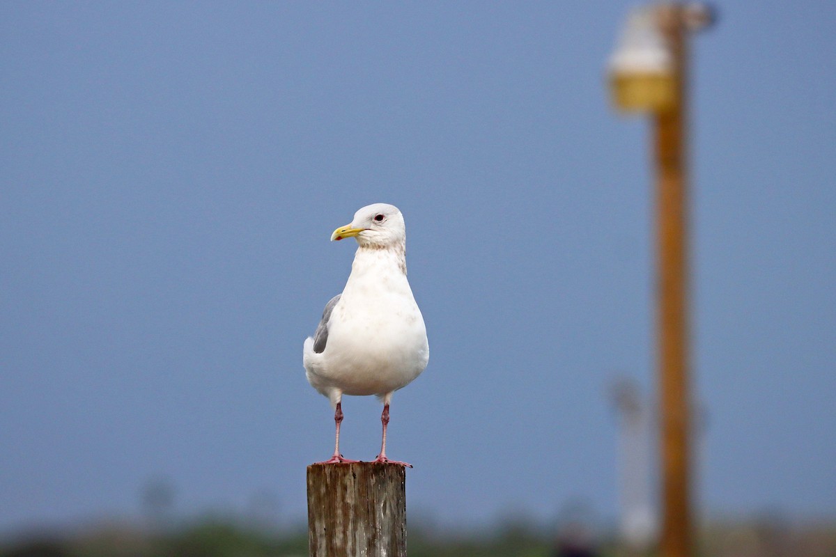 Iceland Gull (Thayer's) - ML617690614