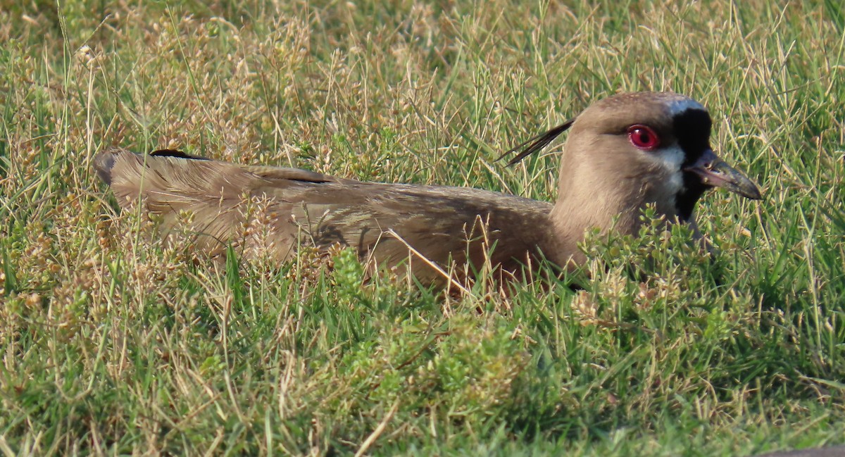 Southern Lapwing - ML617690647