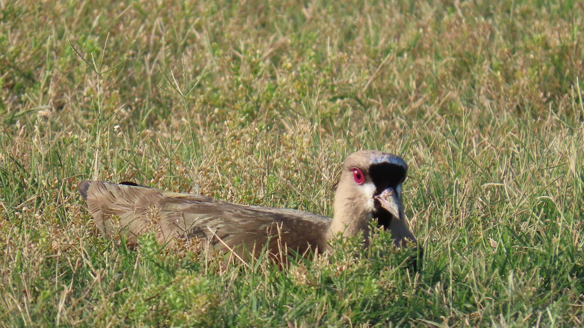 Southern Lapwing - ML617690648