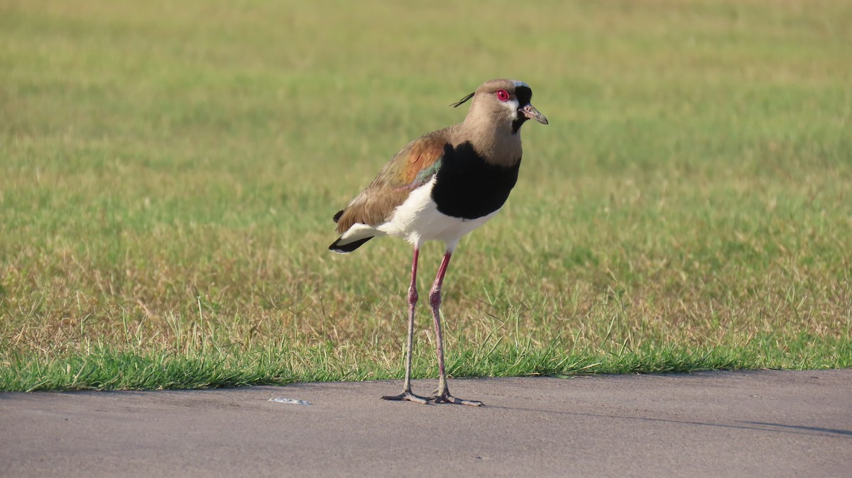 Southern Lapwing - ML617690649