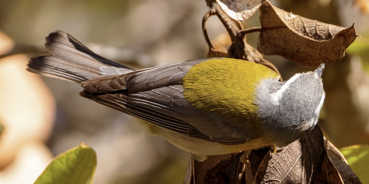 Crescent-chested Warbler - ML617690668