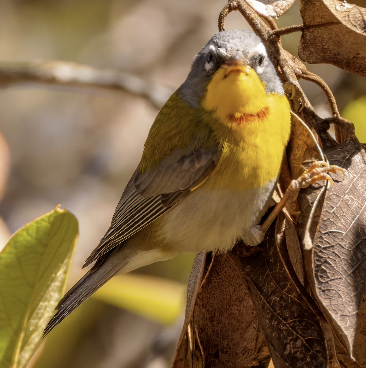 Crescent-chested Warbler - Scott Young